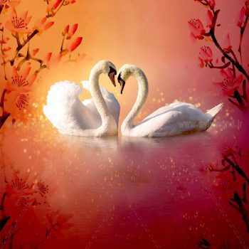 تابلو بوم فنگ شویی آیلاموند - طرح دو قو سفید1