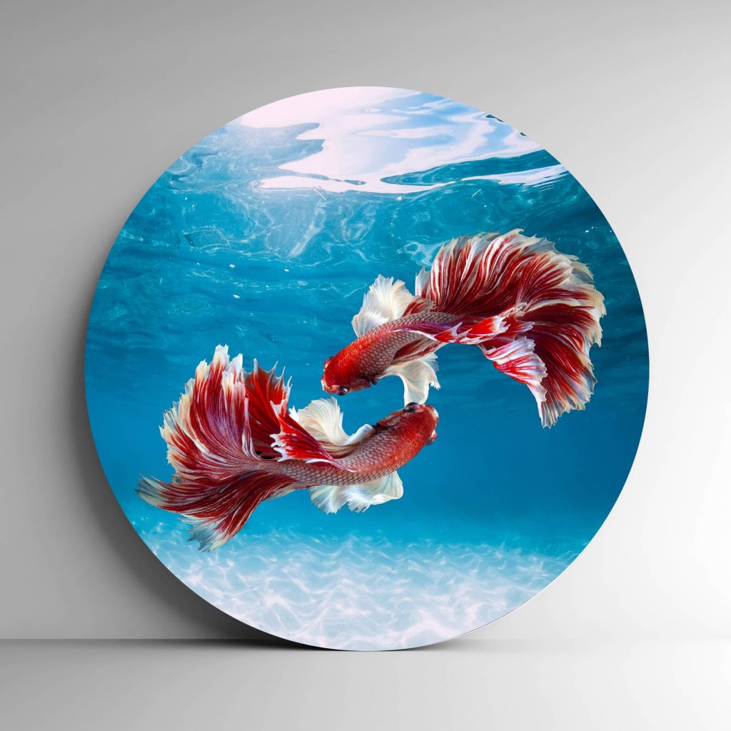 تابلو بوم فنگ شویی آیلاموند - طرح دو ماهی قرمز با قاب طلایی1
